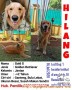 Anjing Golden Retvi