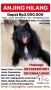 Anjing Pomeranain Hitam Hilang Grand Galaxy, Bekasi