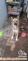 Di cari calon adopter anjing siberian husky mix golden