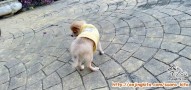 Silahkan adopsi anjing pom