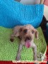Hibah anjing maltese