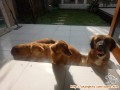 Free adopt