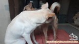 Open adopsi