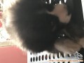 Open adopt free