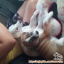 DIHIBAHKAN GRATIS 2 EKOR ANAK ANJING LABRADOR MIX KAMPUNG