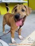 FREE ADOPT PUPPIES