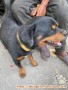 jenis apa anjing ini