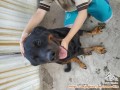 Jodoh rottie