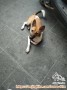 OPEN ADOPSI untuk anjing stray need furever home