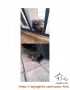 ADOPT FOR FREE