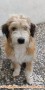 DIHIBAHKAN FREE POODLE MIX SHITZU MEDIUM