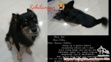 Anjing Hilang tolong hubungi saya