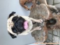 Open Adopt FREE PUG Female (Certificate)