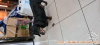 ADOPT GRATIS