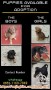ADOPSI : Puppies for Adoption