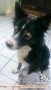 Cari foster anjing sementara (jangka 6 bln)