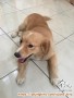 Dicari Dog Lover Untuk Adopsi Coco
