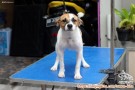 Di Cari Adopter Anjing