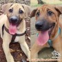 OPEN ADOPT PUPPIES - JAKARTA
