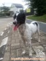 Open Adopt Mongrel 3tahun 2bulan