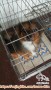 Dihibahkan anjing jantan 2 tahun,mix pom