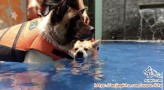 OPEN ADOPT - AMERICAN DAN JAPANESE AKITA HARUS SEPASANG