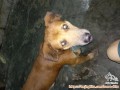 Dicari anjing hilang sudah 5 setengah tahun sama kami