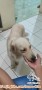 Di hibah kan anjing golden
