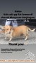 DICARI ANJING HILANG (LEMON) DAERAH SEMARANG