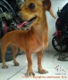 open adop anjing kecil