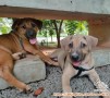 OPEN ADOPT PUPPIES JAKARTA