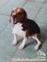 Hibah Beagle Betina