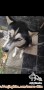 Anjing Hilang Cijantung