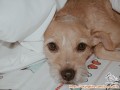 mencari adopter untuk cobi