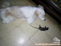 Open adopt anjing kintamani