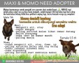 Momo & Maxi Need Adopter
