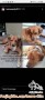 Anjing hilang