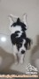 Open Adopsi Puppy Umur sekitar 1.5bulan Mix Beagle dan Anjing Kampung