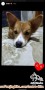 Hazel needs home