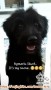 Need Adopter