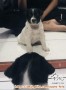 Need Adopter Puppy umur 1,5 bulanan