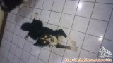 Need Foster Anjing Urgent