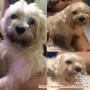 Anjing Hilang di Pulomas