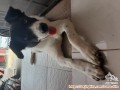 Need Adopter