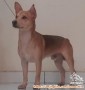 Adopsi Anjing Mixbreed Jantan