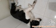 Mencari Adopter Serius dan Sayang Anjing di Jogja