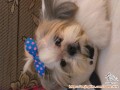 Anjing shih tzu cibubur taruna jaya
