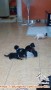 Adopsi puppies 2 bulan ada 3 ekor
