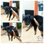 Adopsi puppies 2 bulan ada 3 ekor