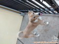 Open Adopt Anjing di Daerah Gunung Putri